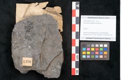 Foto (Objekt + Etikett) von Annularia longifolia Brongniart (NHMW-GEO-2024-0188-11276)